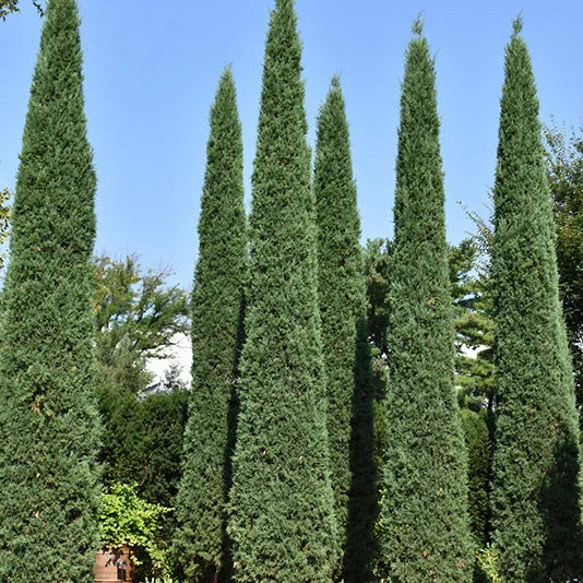 alsipnursery23459479
