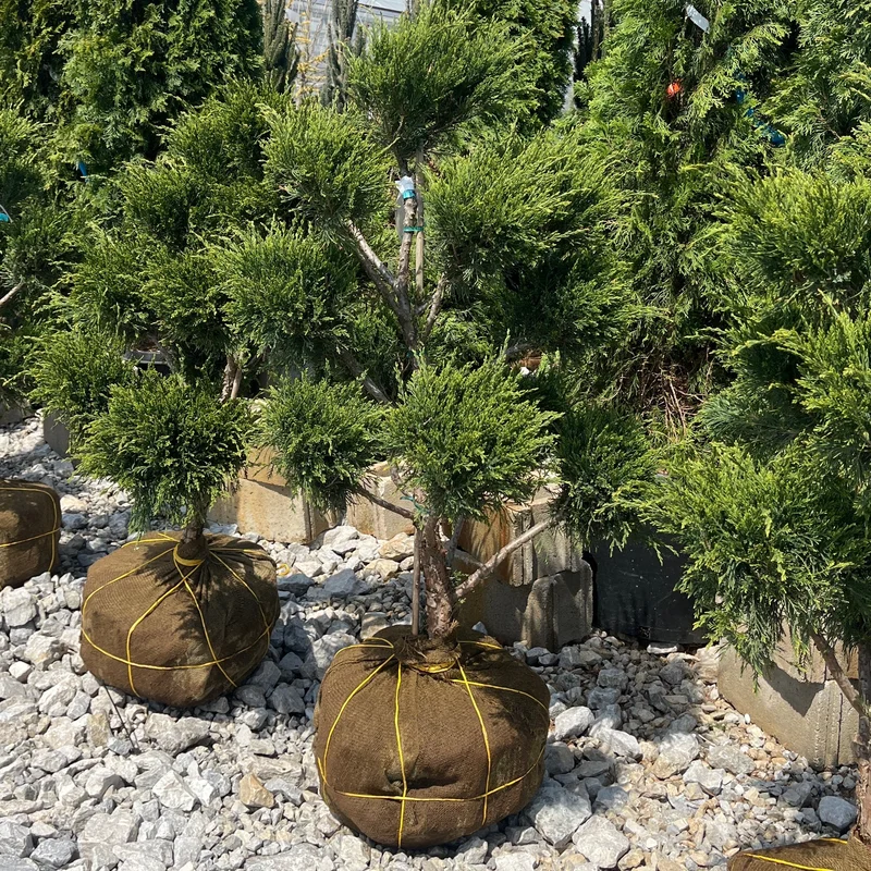 alsipnursery23459604