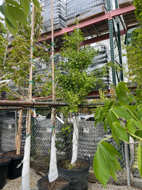 alsipnursery23460163