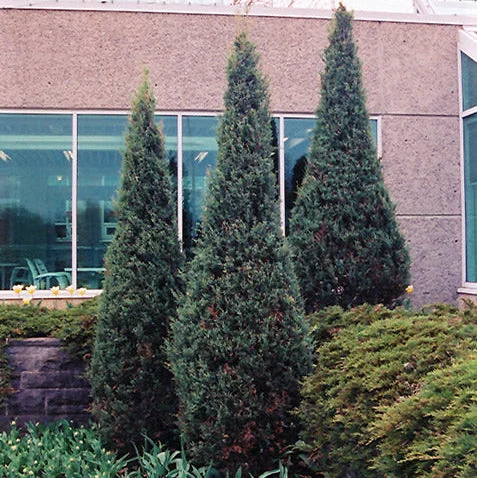 alsipnursery23460290