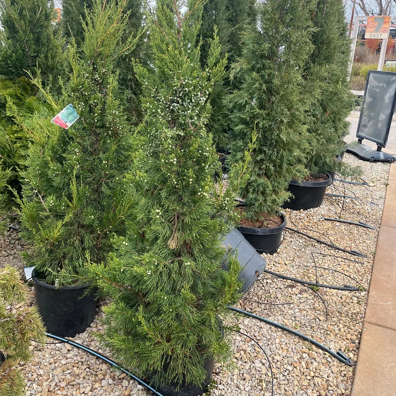 alsipnursery23460380