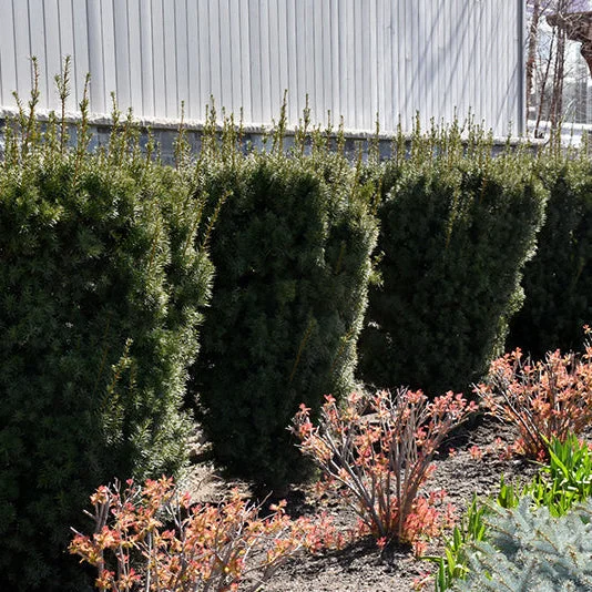 alsipnursery23460656