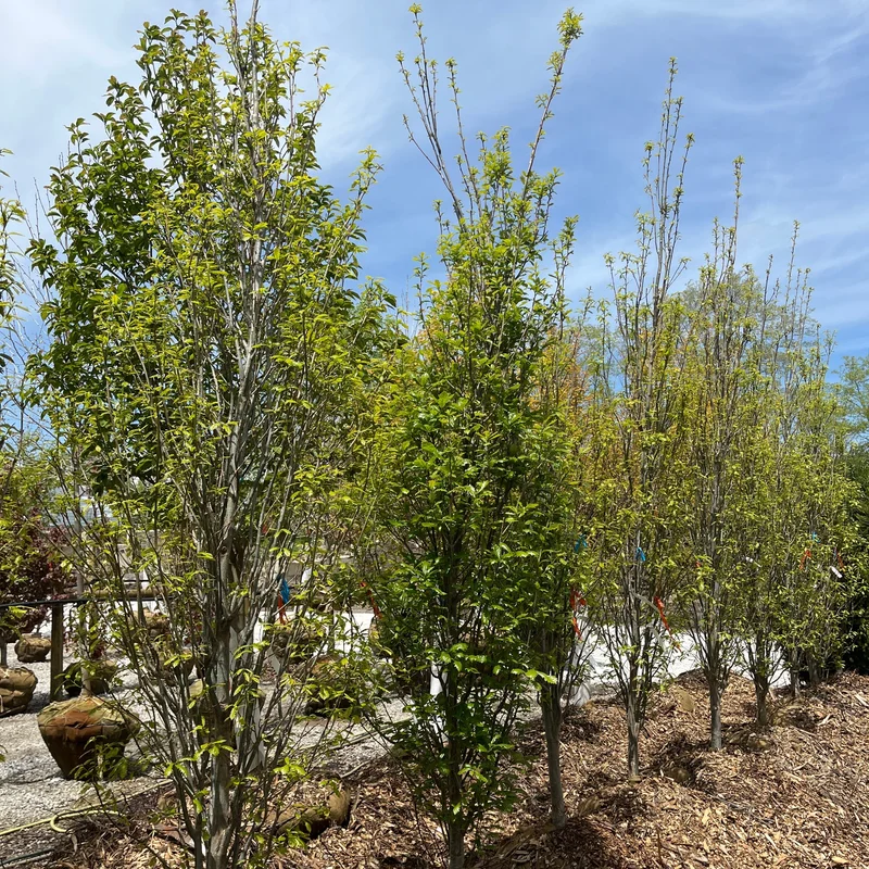 alsipnursery23461269