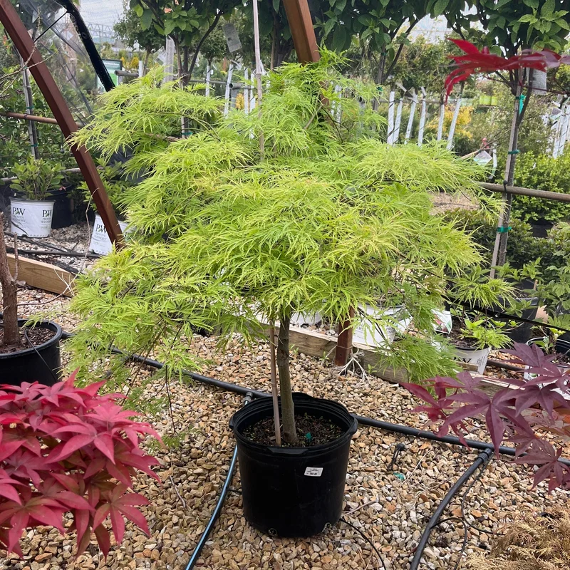 alsipnursery23461534