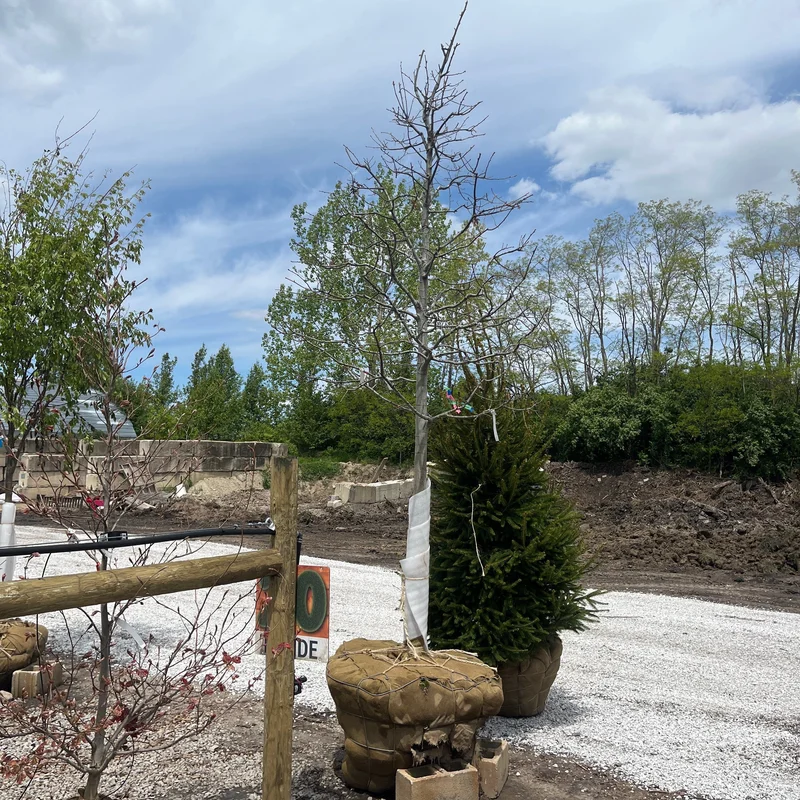 alsipnursery23461592