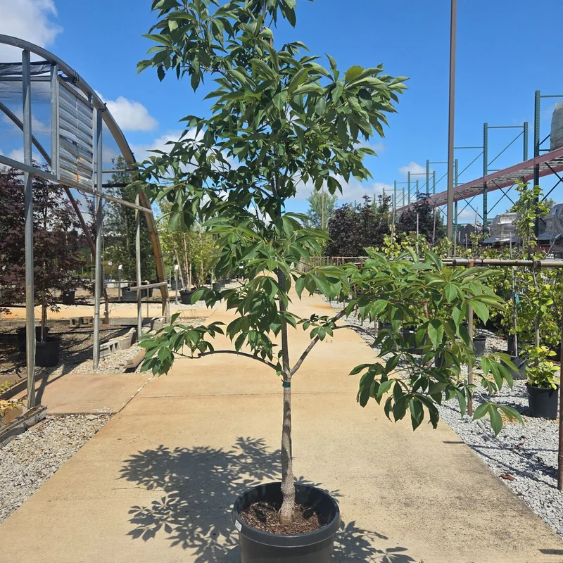 alsipnursery23462703