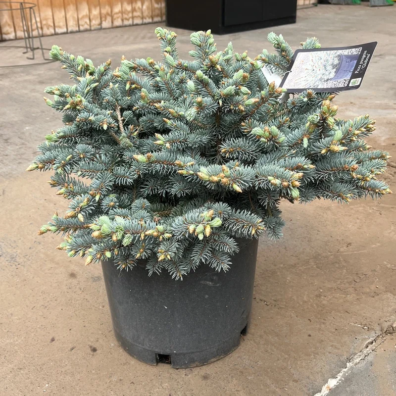 alsipnursery23463001