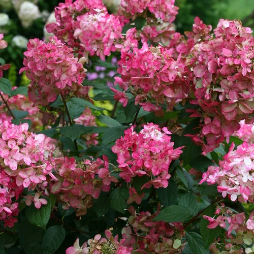 alsipnursery23463070