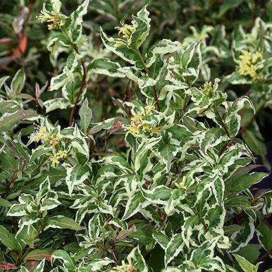 alsipnursery23463175