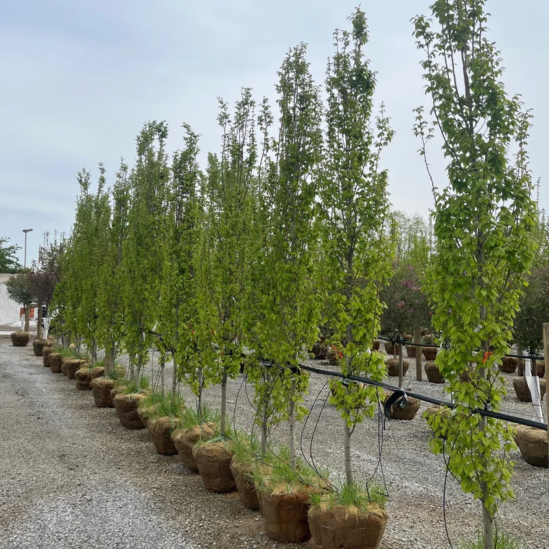 alsipnursery23463379