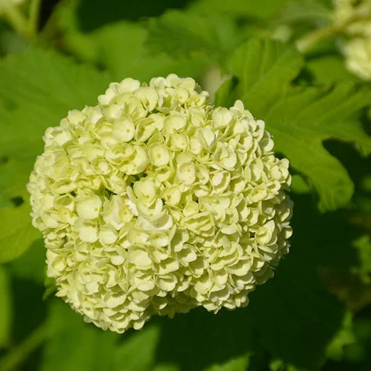 alsipnursery23463524