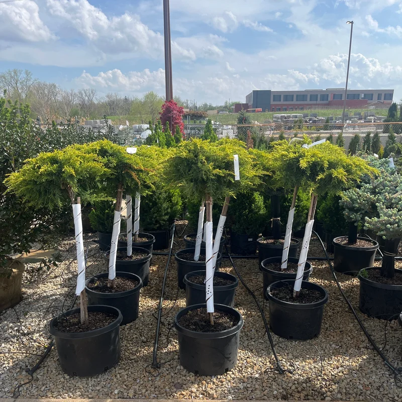 alsipnursery23463947