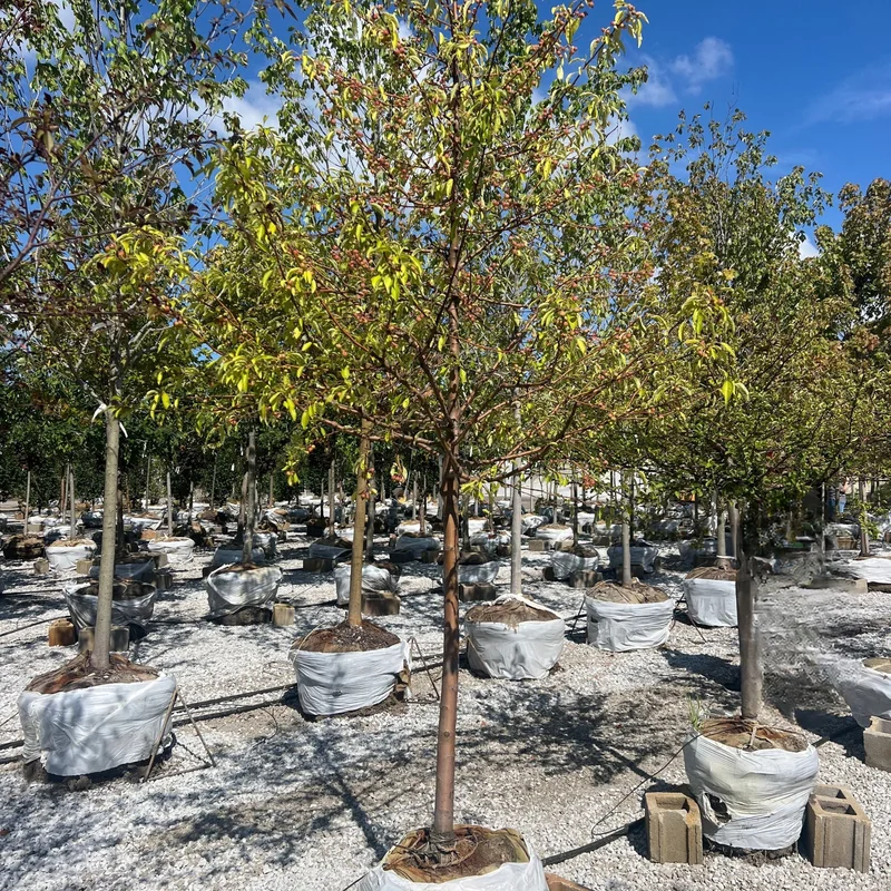 alsipnursery23464000