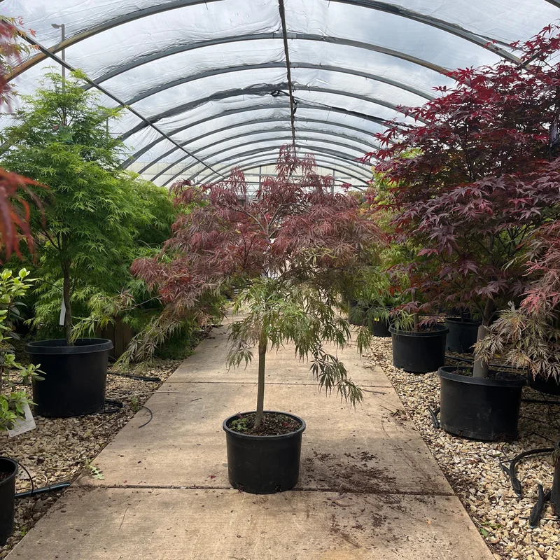 alsipnursery23464059