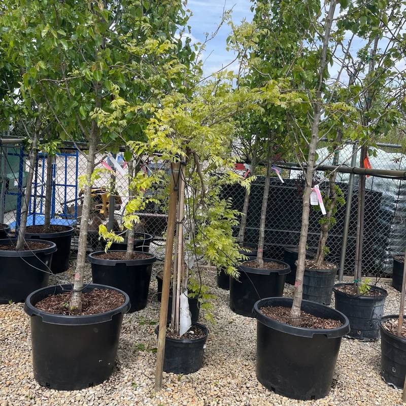 alsipnursery23464150