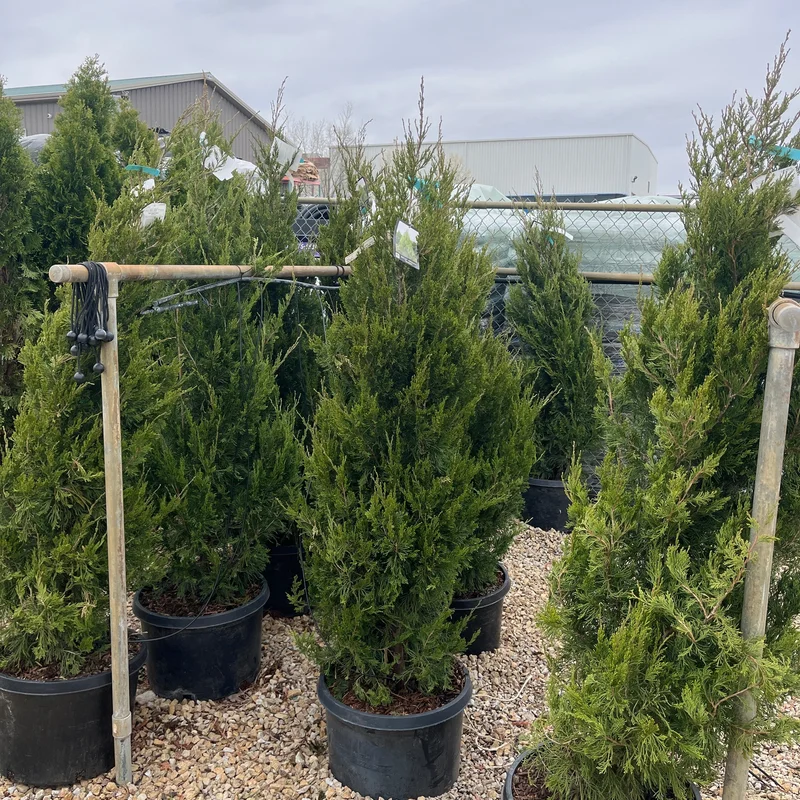 alsipnursery23464297