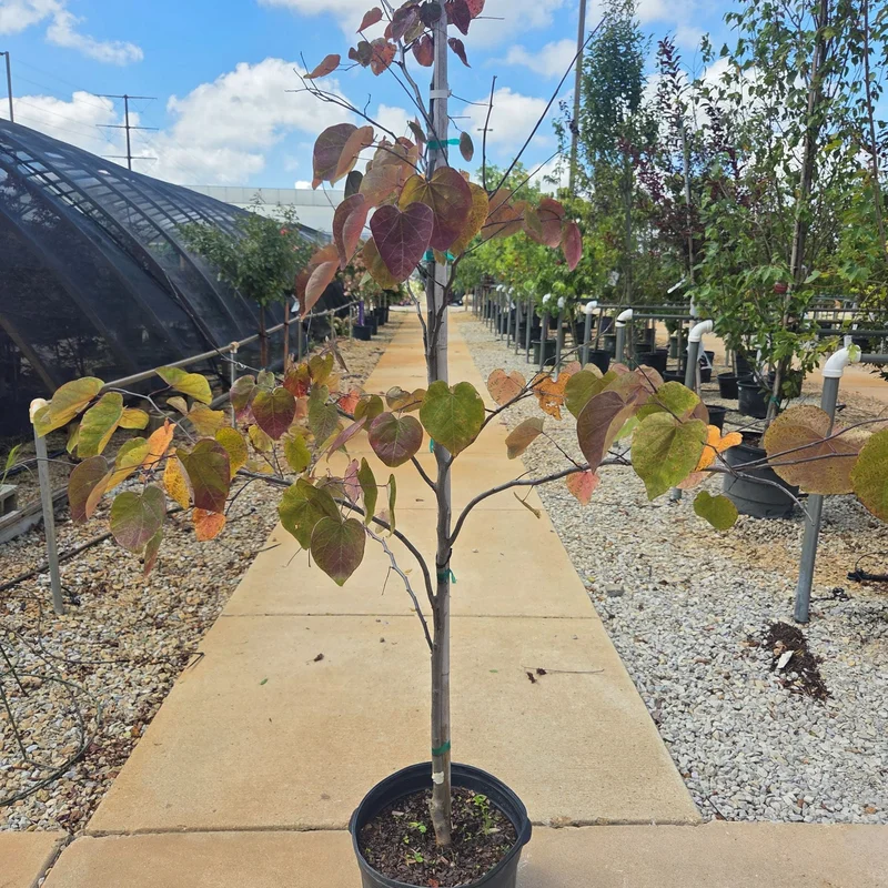 alsipnursery23464361