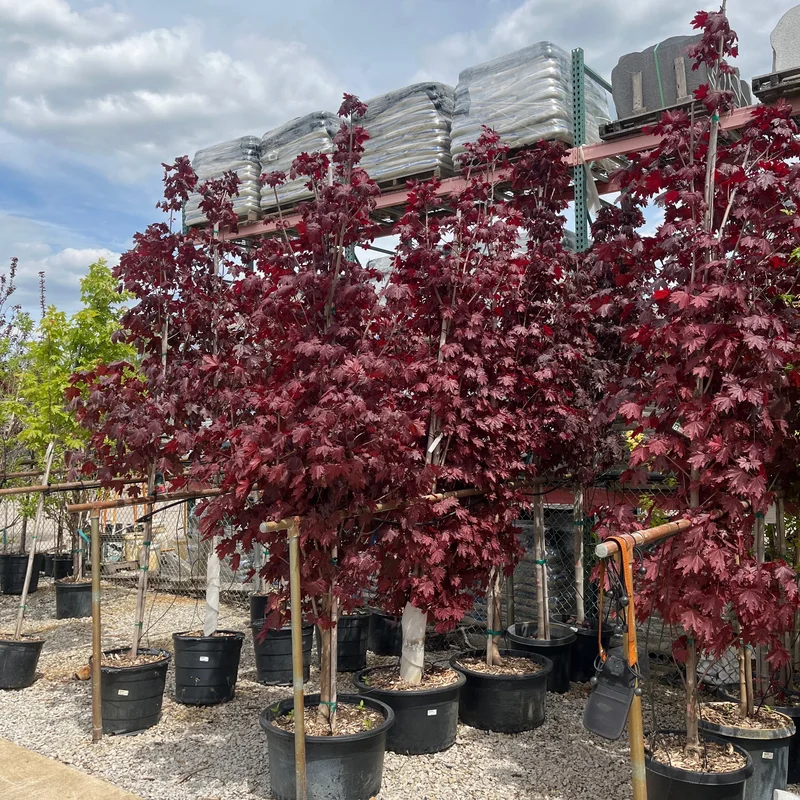 alsipnursery23464694