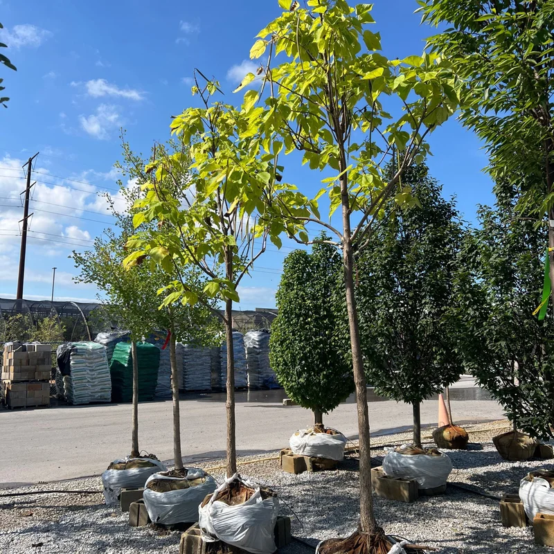 alsipnursery23464888