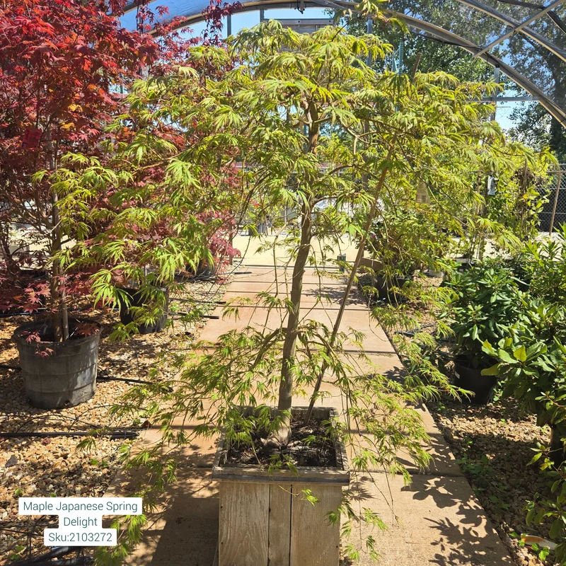 alsipnursery23465491