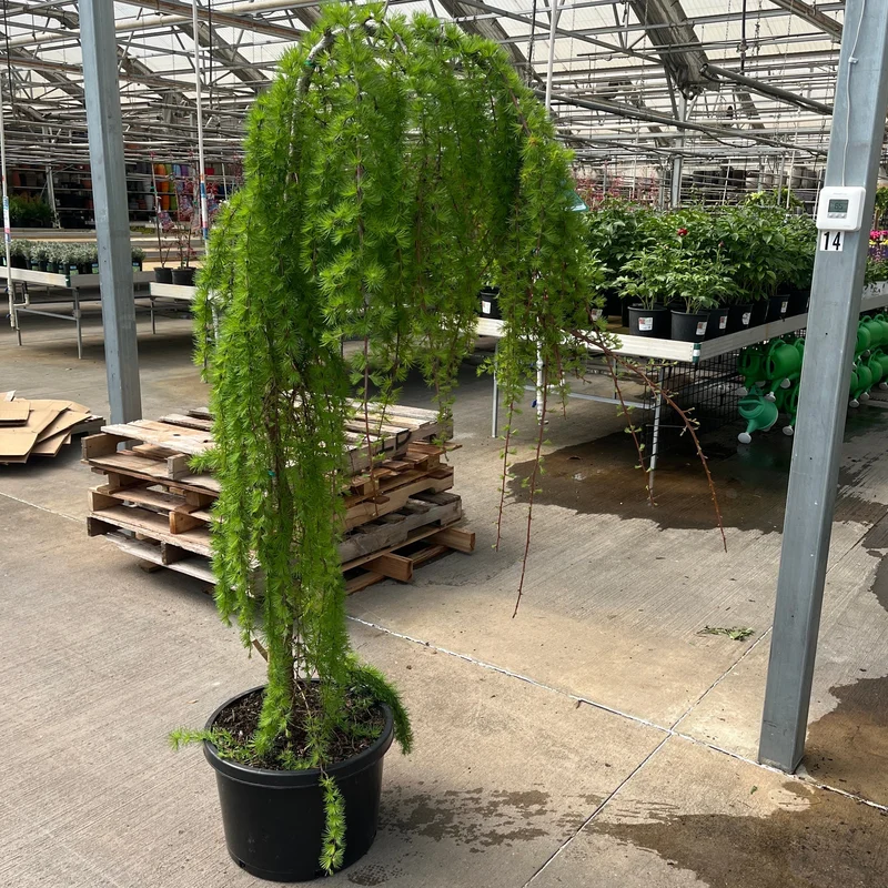 alsipnursery23465531