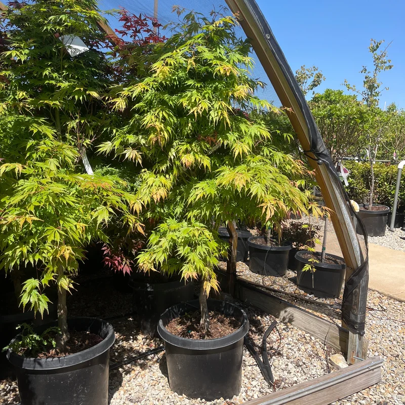 alsipnursery23465935