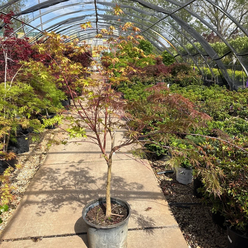 alsipnursery23466131