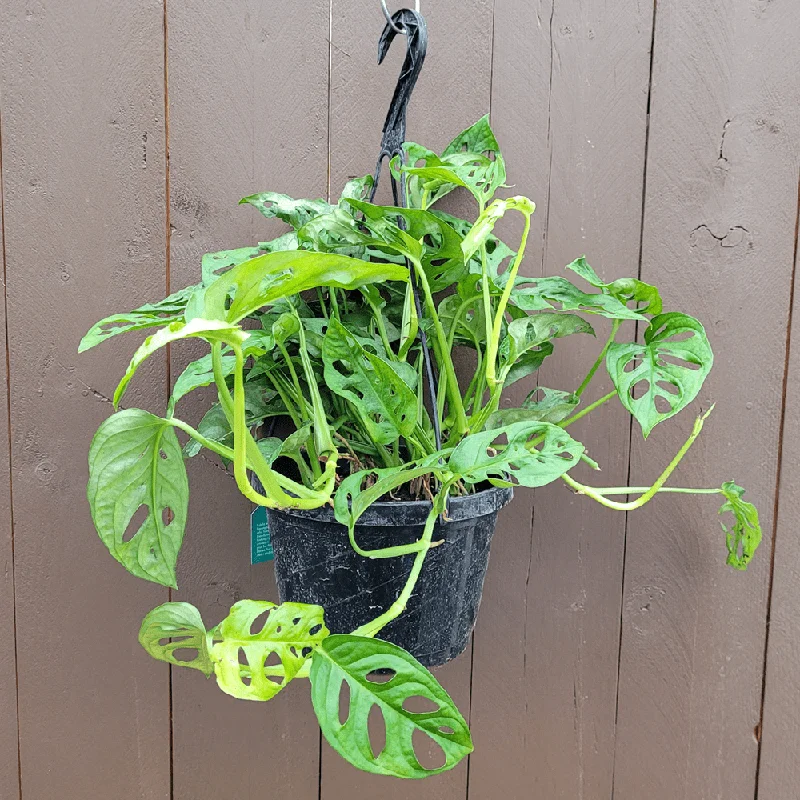 alsipnursery23466267