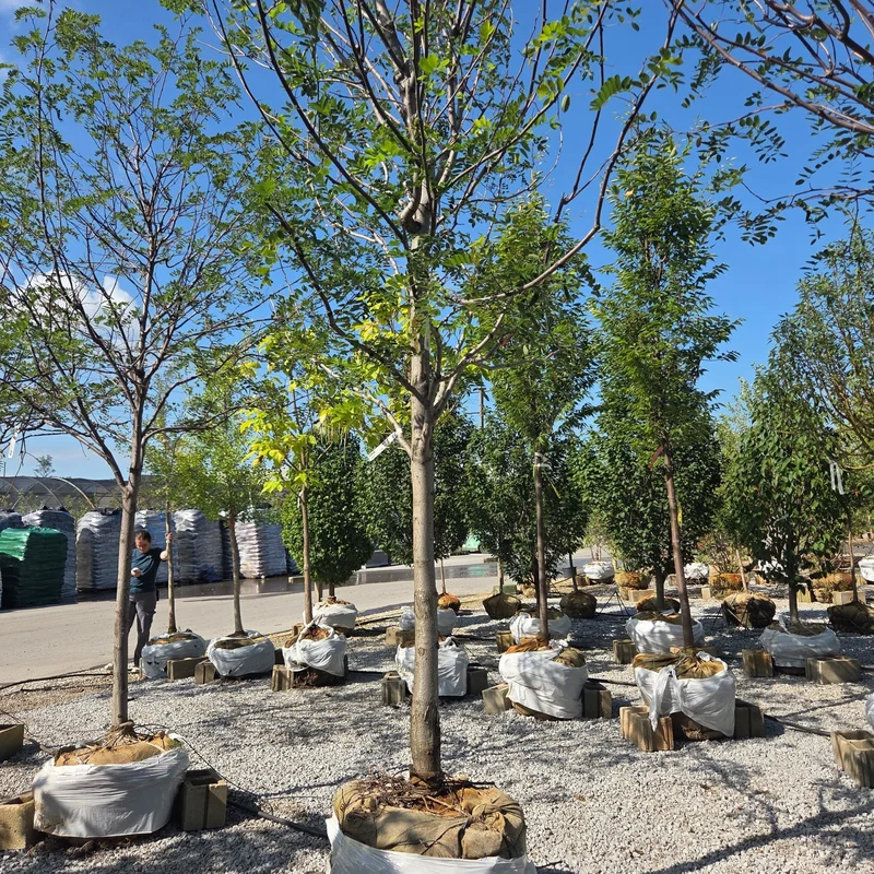 alsipnursery23466512