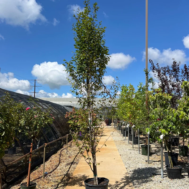 alsipnursery23466887