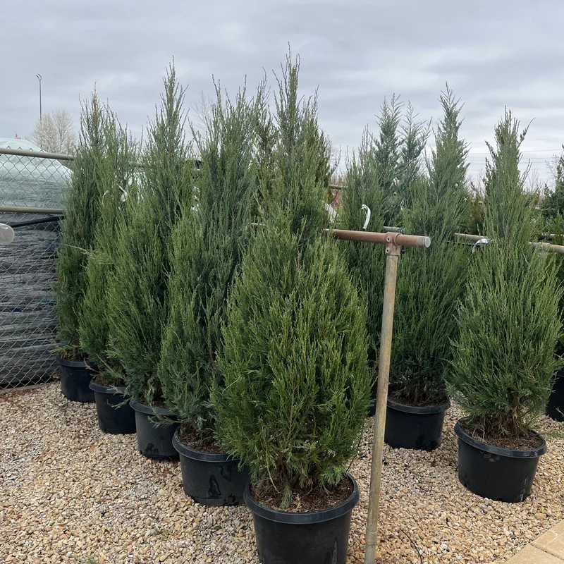alsipnursery23466922