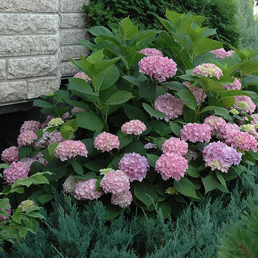 alsipnursery23467205