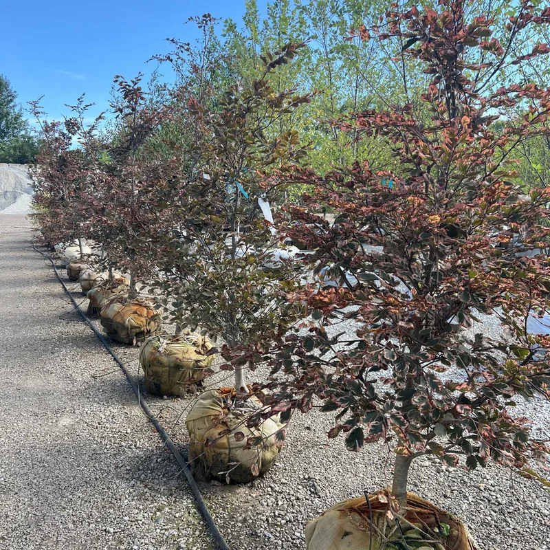 alsipnursery23467251