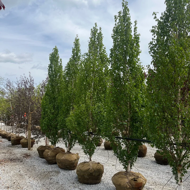 alsipnursery23467289