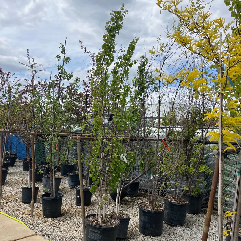 alsipnursery23467358