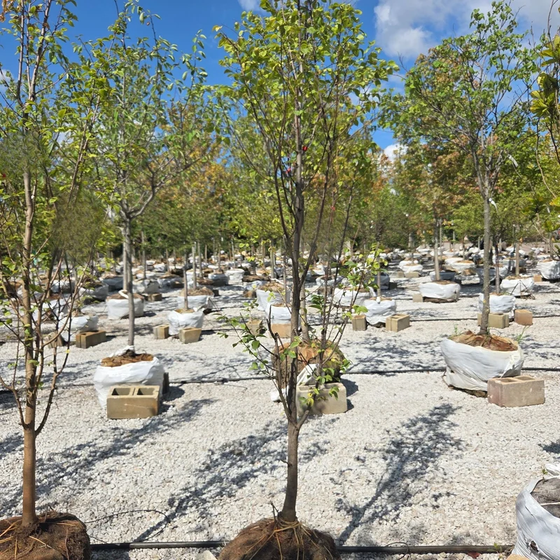 alsipnursery23467711