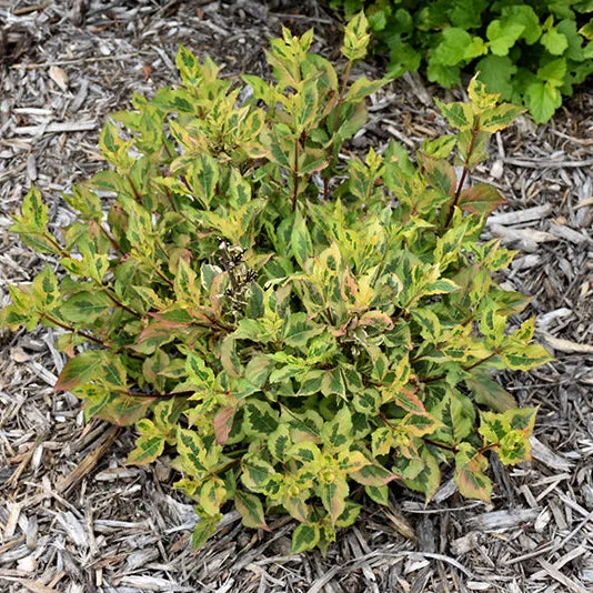 alsipnursery23467857