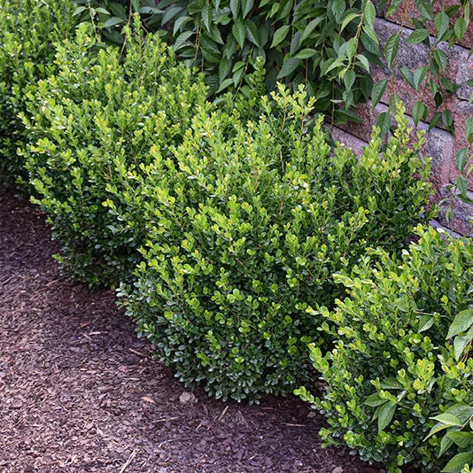 alsipnursery23467877
