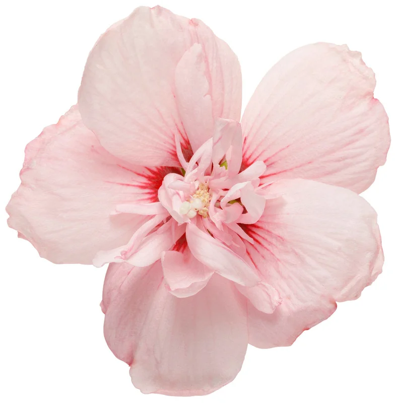 alsipnursery23467919