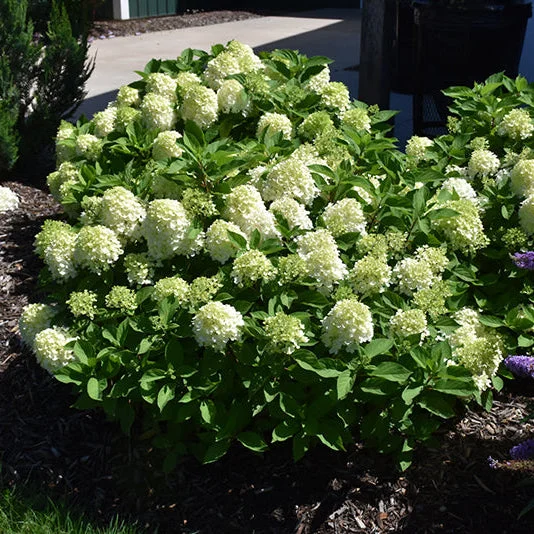 alsipnursery23467975