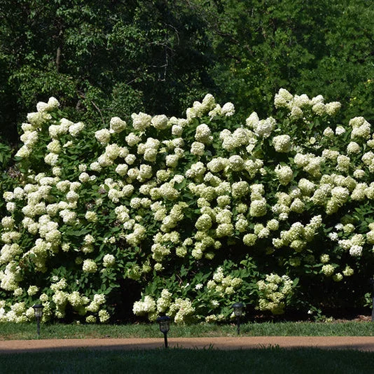 alsipnursery23468009
