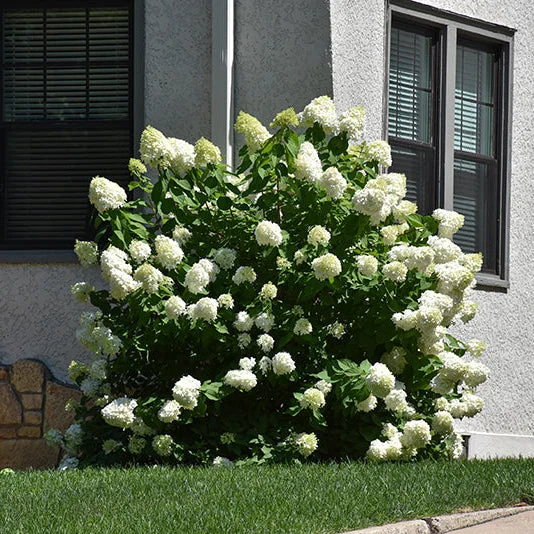 alsipnursery23468028