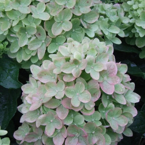 alsipnursery23468050