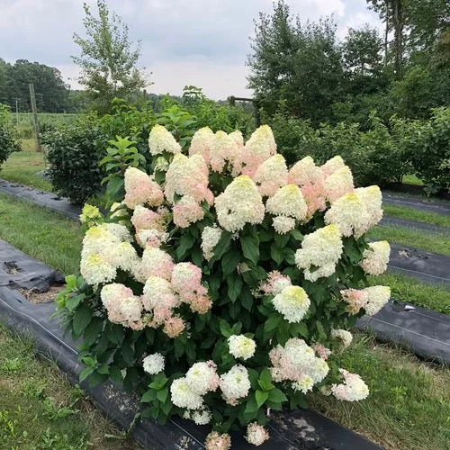 alsipnursery23468066