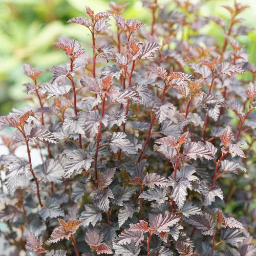 alsipnursery23468089