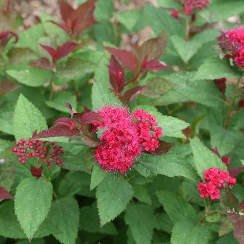 alsipnursery23468161