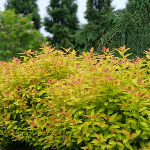 alsipnursery23468179