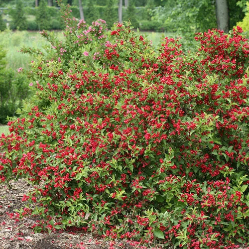 alsipnursery23468223