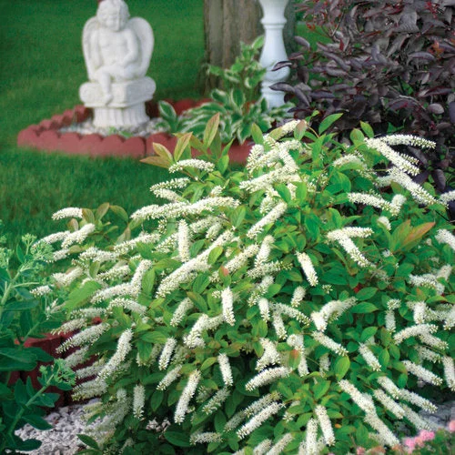 alsipnursery23468242