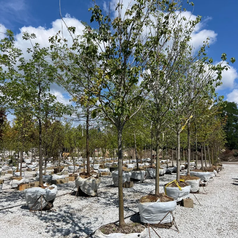 alsipnursery23468308